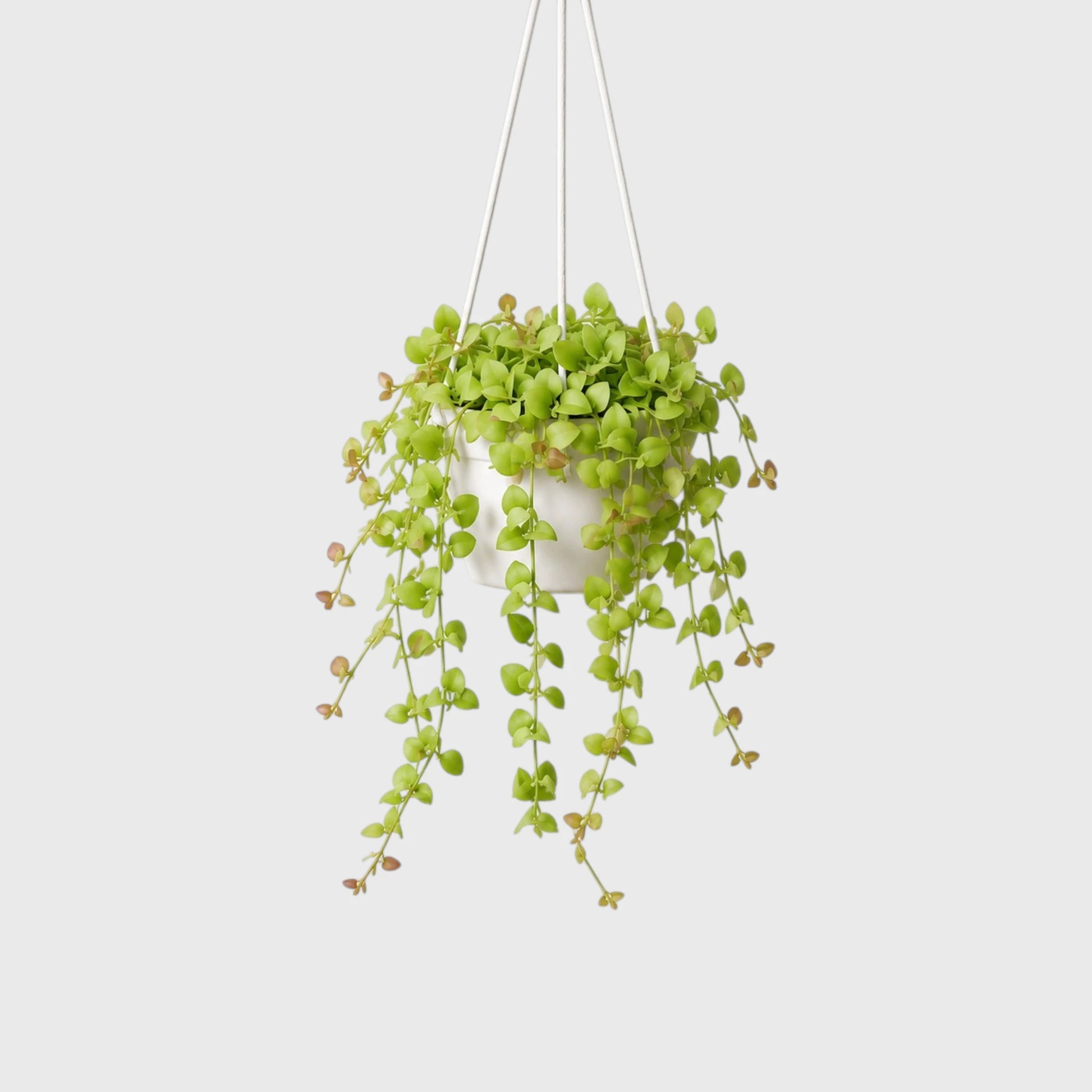 String of Nickels (Dischidia nummularia) | Mature Well-Rooted Trailing Succulent Plant