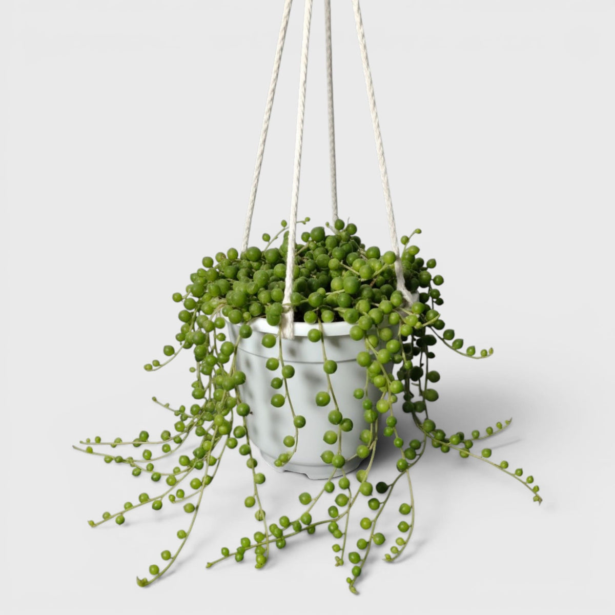 Low-water trailing succulent