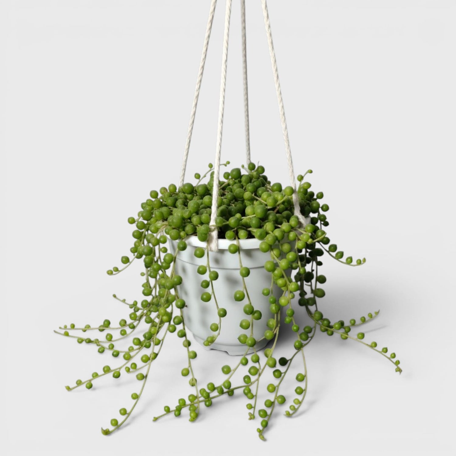String of Pearls Non Variegated – Bushy Well Matured & Well Rooted Hanging Succulent Plant | Perfect for Home Decor | Bare Rooted