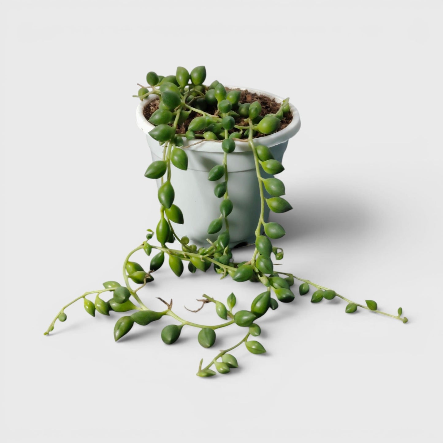 String of Tears (Non-Variegated) – Bushy Well Rooted Trailing Hanging Succulent | Low Maintenance Indoor Succulent | Bare Rooted