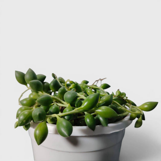 String of Tears (Non-Variegated) – Bushy Well Rooted Trailing Hanging Succulent | Low Maintenance Indoor Succulent | Bare Rooted