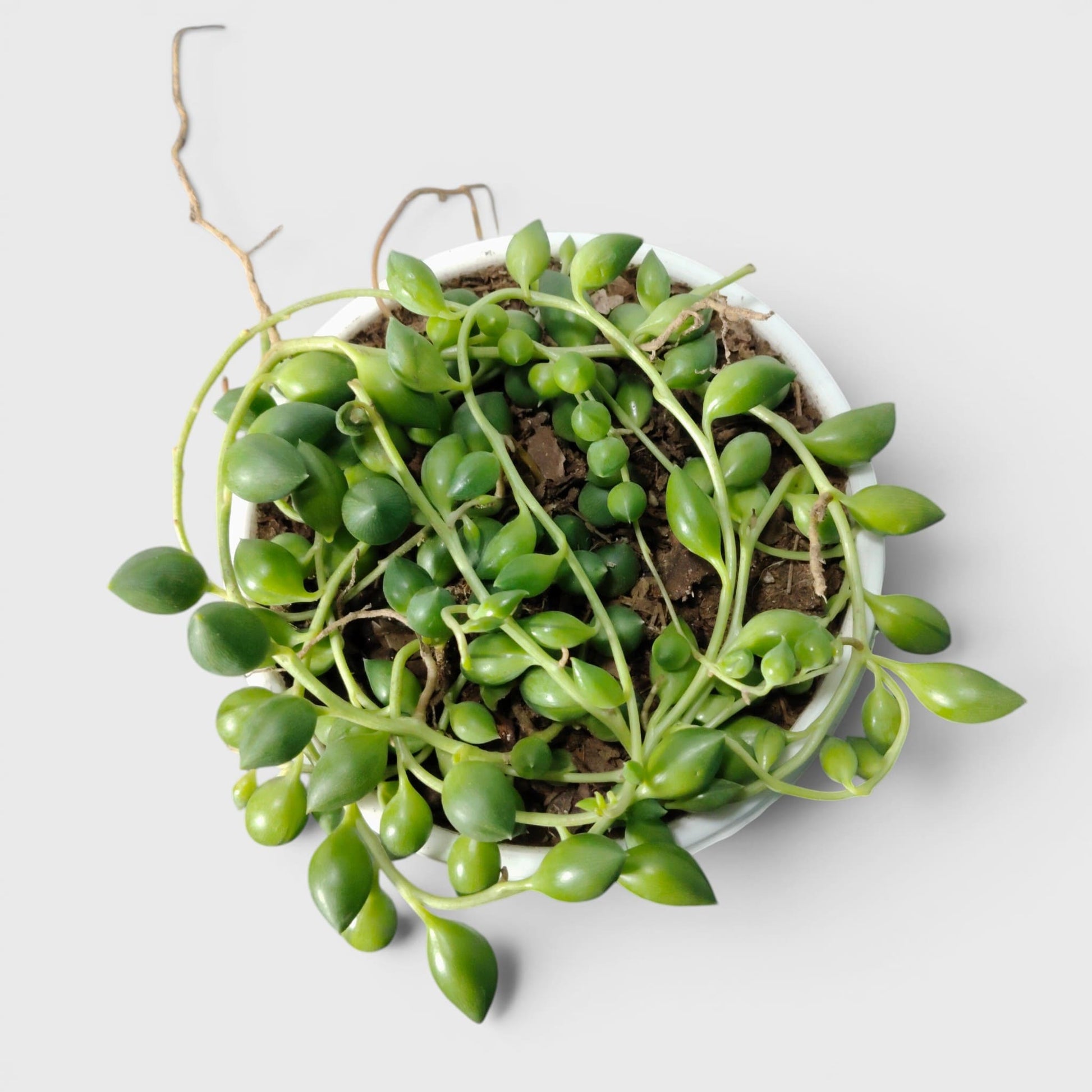 String of Tears (Non-Variegated) – Bushy Well Rooted Trailing Hanging Succulent | Low Maintenance Indoor Succulent | Bare Rooted