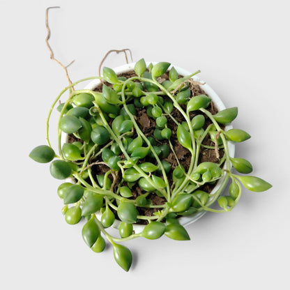 String of Tears (Non-Variegated) – Bushy Well Rooted Trailing Hanging Succulent | Low Maintenance Indoor Succulent | Bare Rooted