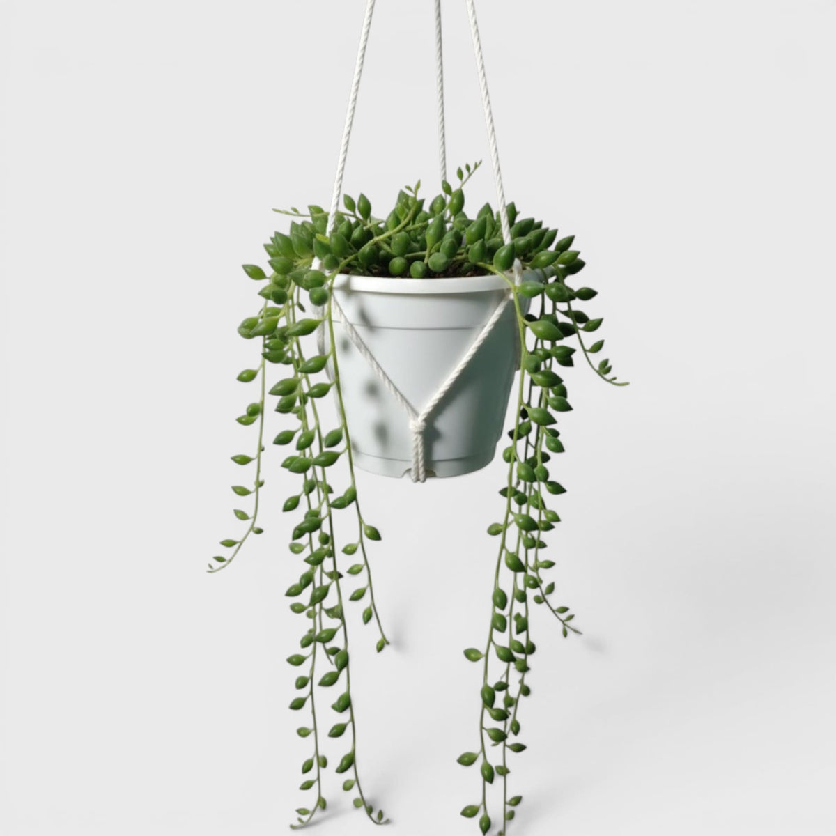 Philodendron McColley