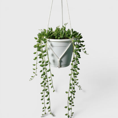 String of Tears (Non-Variegated) – Bushy Well Rooted Trailing Hanging Succulent | Low Maintenance Indoor Succulent | Bare Rooted