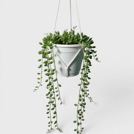 String of Tears (Non-Variegated) – Bushy Well Rooted Trailing Hanging Succulent | Low Maintenance Indoor Succulent | Bare Rooted