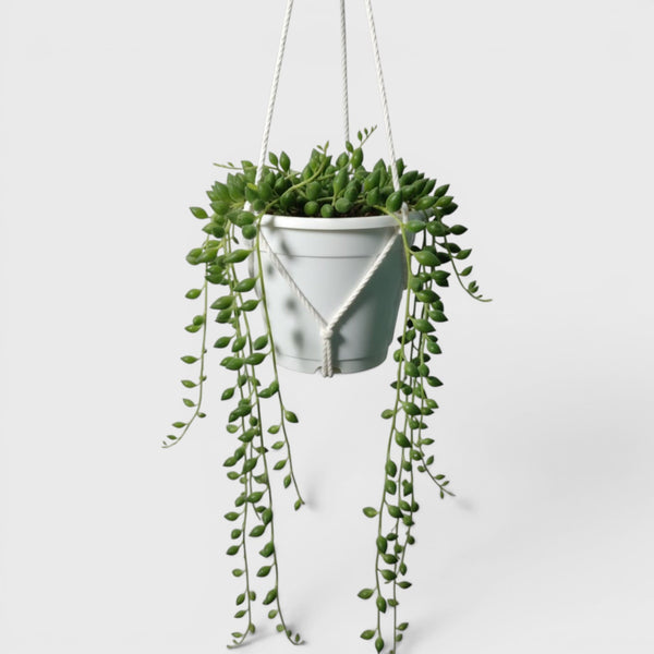 Philodendron McColley