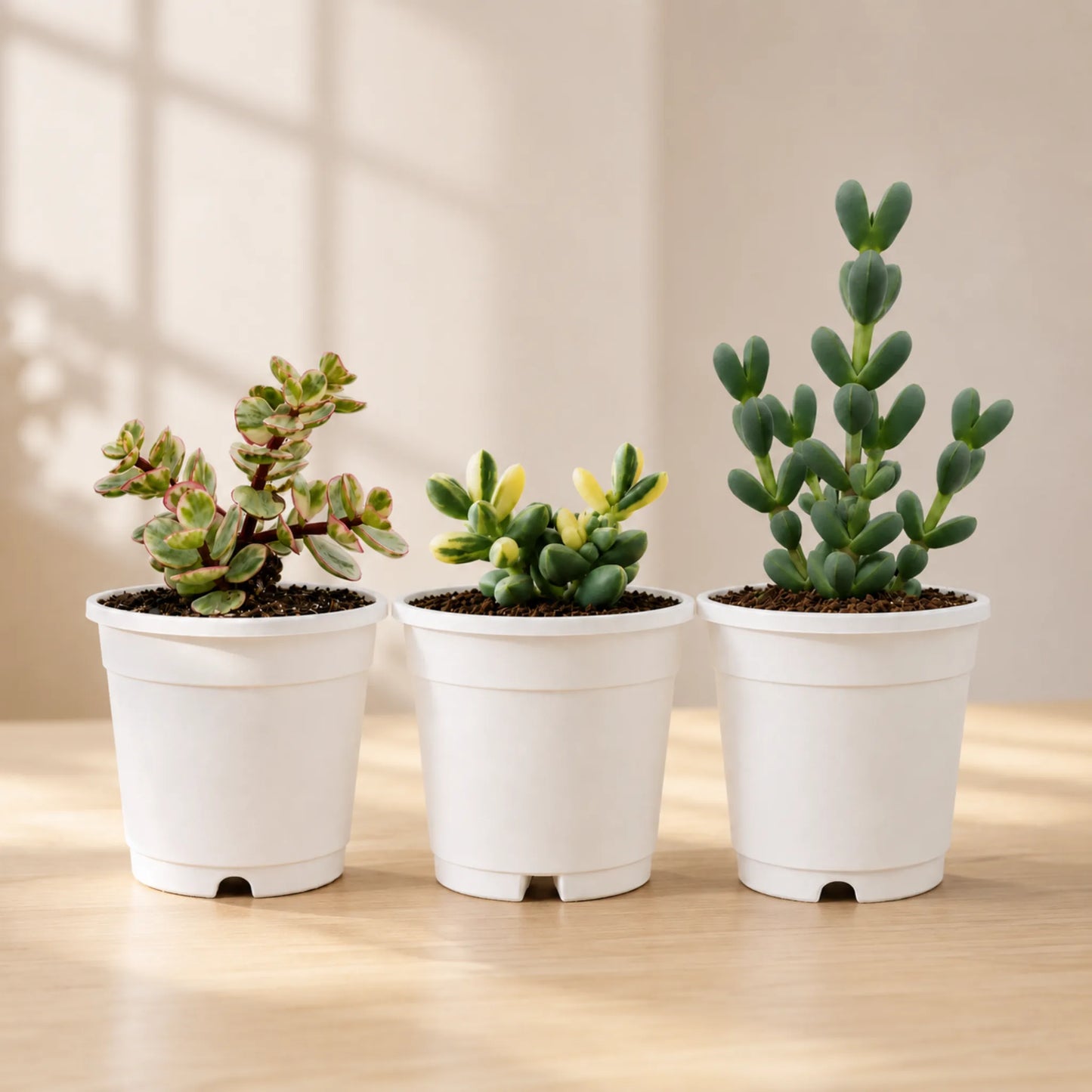 Buy 3 Get 1 Free Premium Succulent Combo – 4 Plants Included