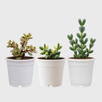 Buy 3 Get 1 Free Premium Succulent Combo – 4 Plants Included