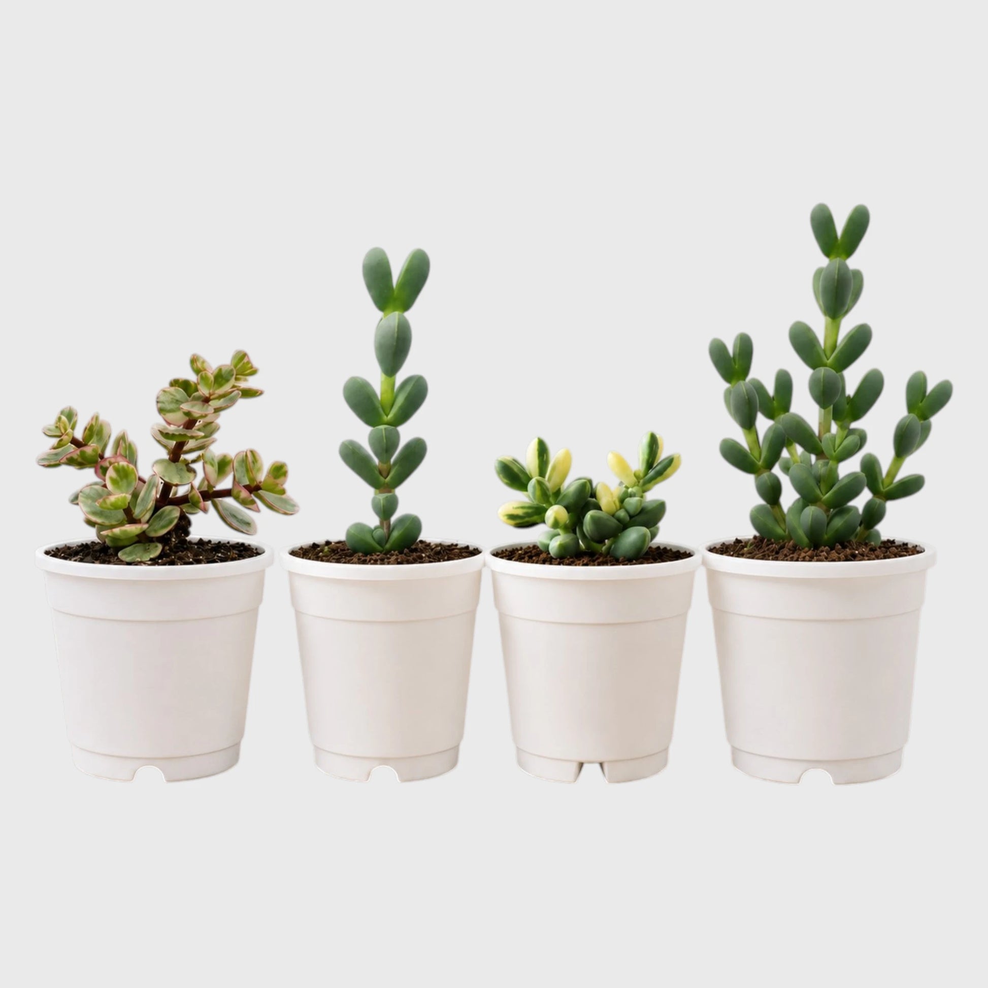 Buy 3 Get 1 Free Premium Succulent Combo – 4 Plants Included