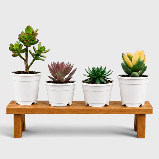 4 Different Succulent Plants Combo | Laxmi Kamal, Crassula & Graptoveria