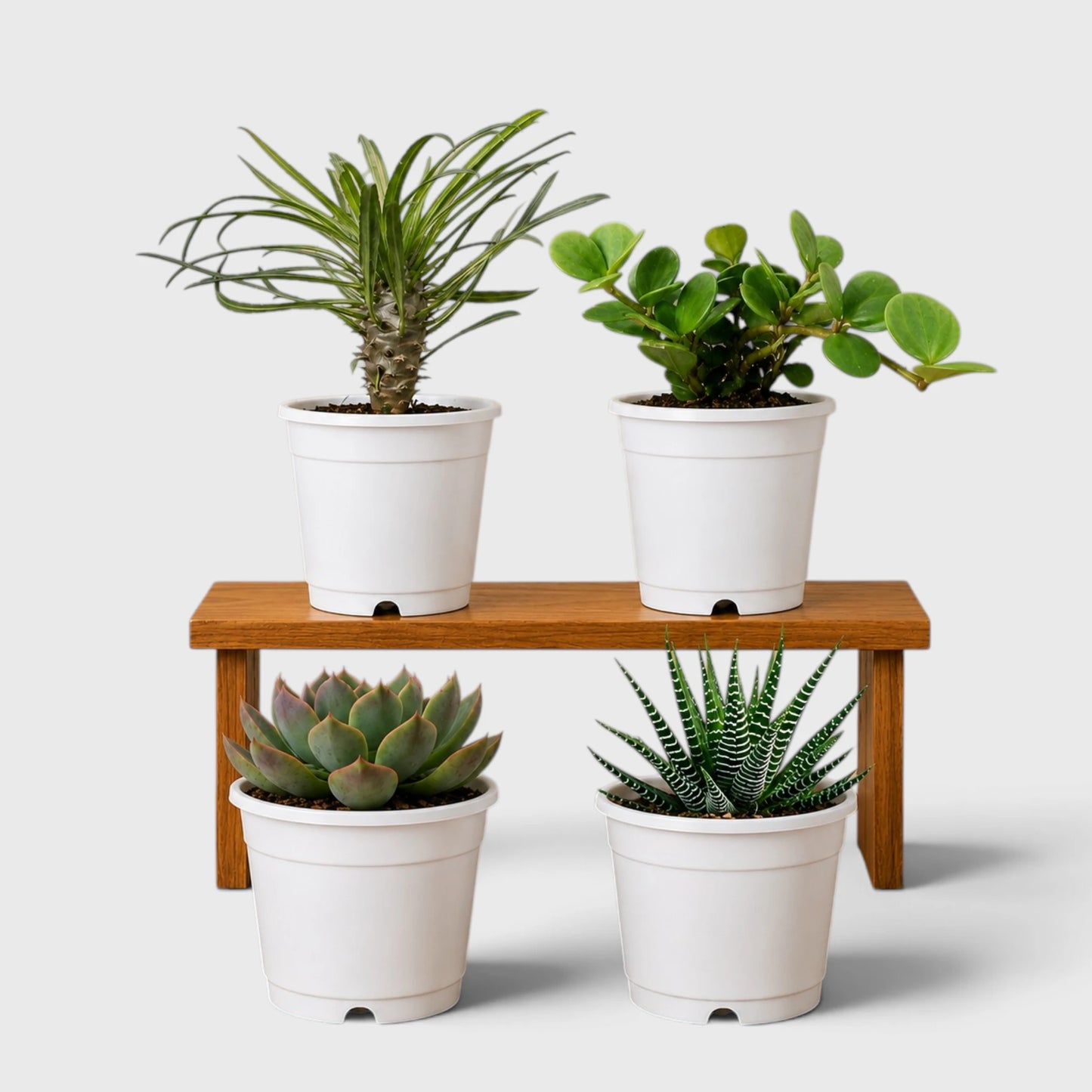 Succulent Combo Collection