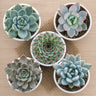 Succulent Combo Set of 5 Mature Bare Rooted Plants | Colourful Collector Succulents