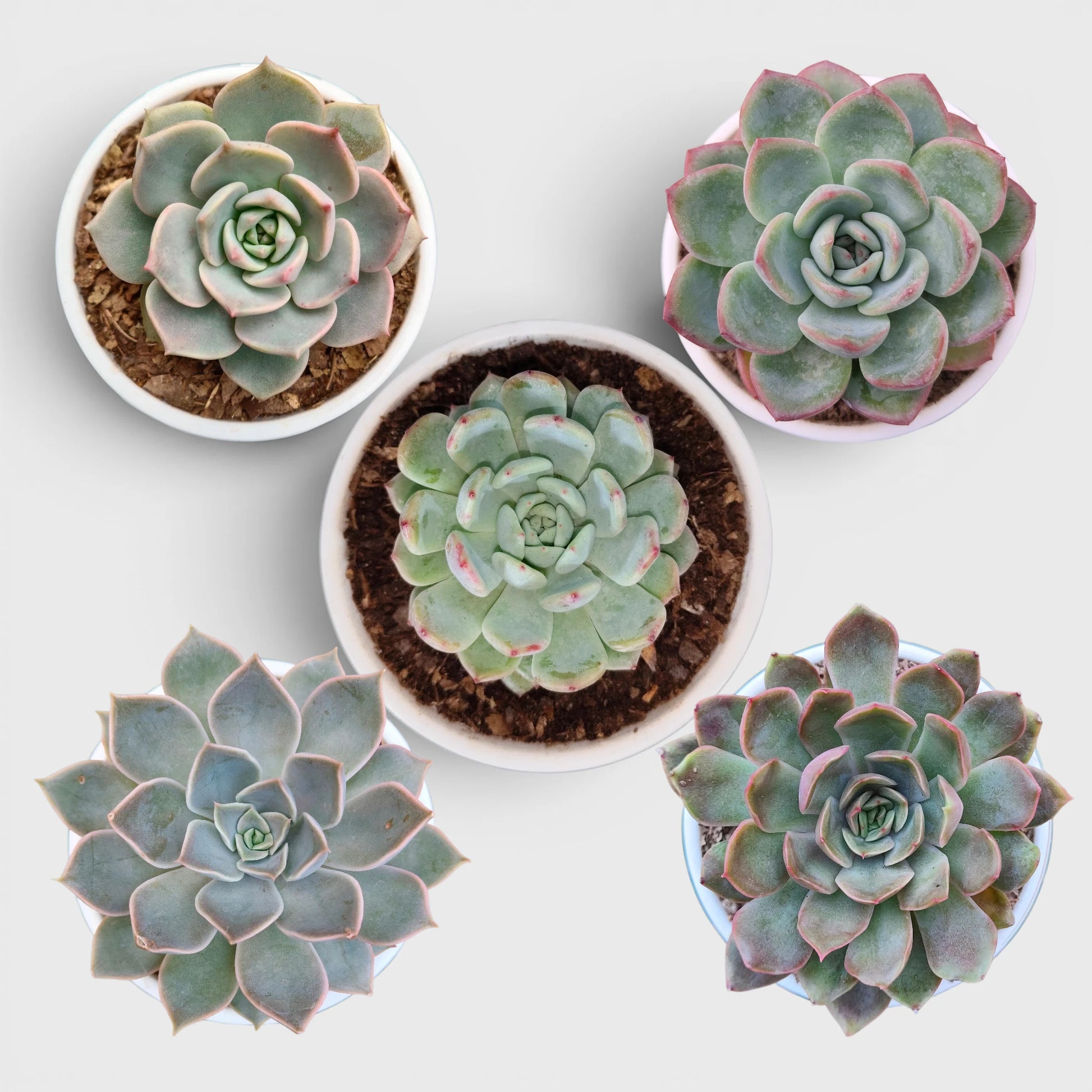 Succulent Combo Set of 5 | Well Rooted Premium Echeveria & Graptoveria Collection
