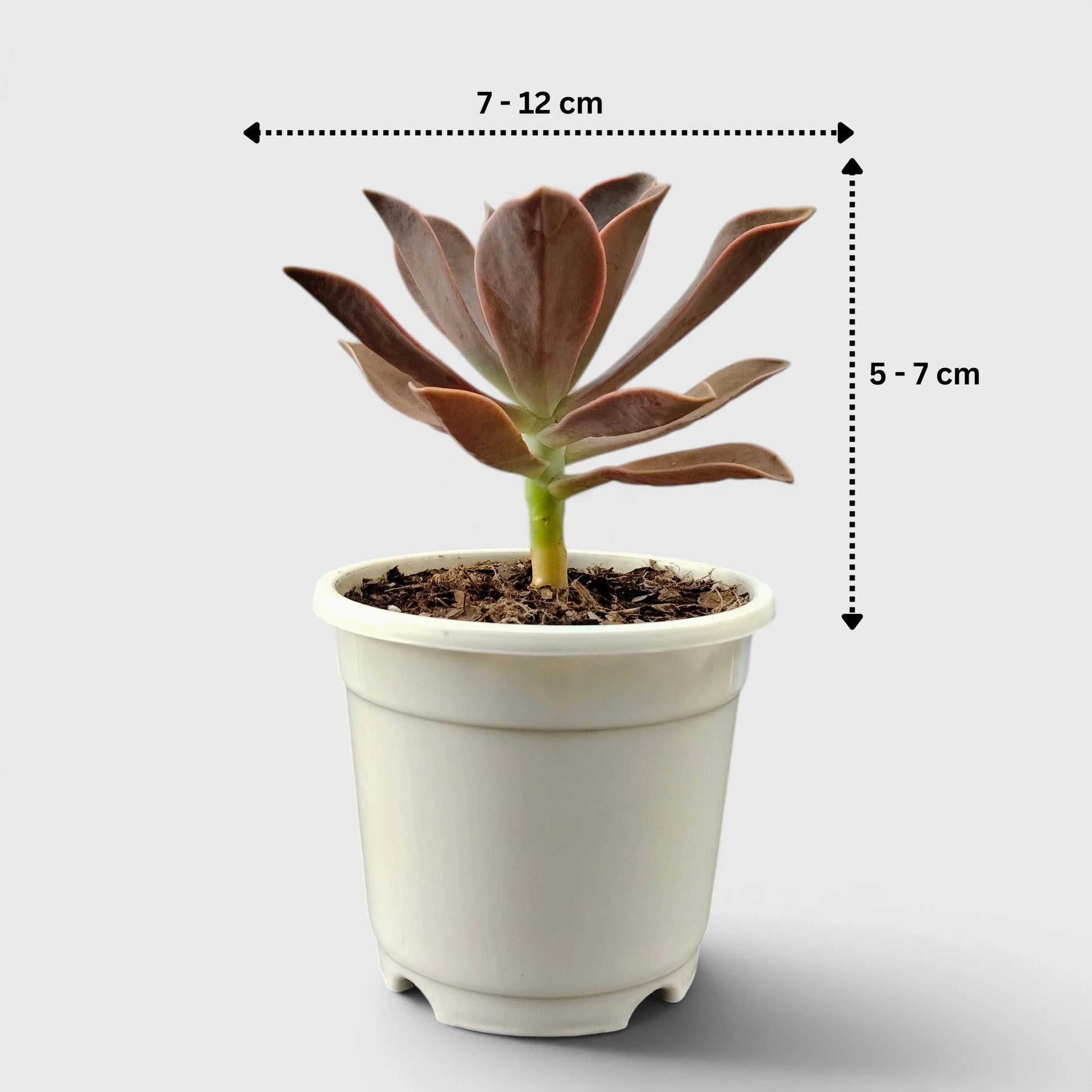 Graptoveria 'Fred Ives' – Color-Changing Rosette Succulent Indoor Plant