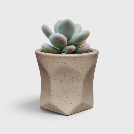 Beige Ceramic Geometric Planter with Speckled Finish | Succulent Planter for Home and Offices