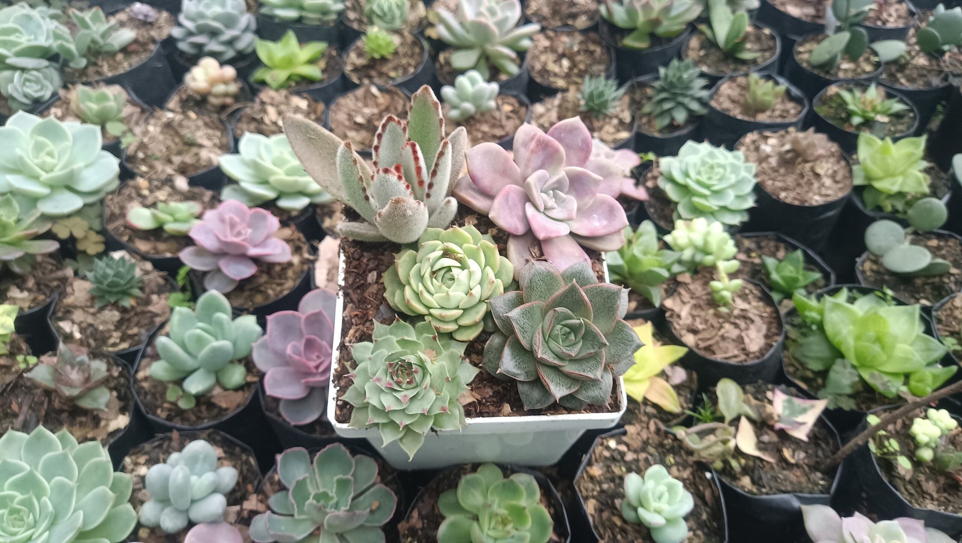 Succulents Combo Set 5 - II | Buy Succulents Online India at Up to 50% Off - My Store