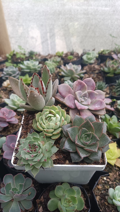 Succulents Combo Set 5 - II | Buy Succulents Online India at Up to 50% Off - My Store