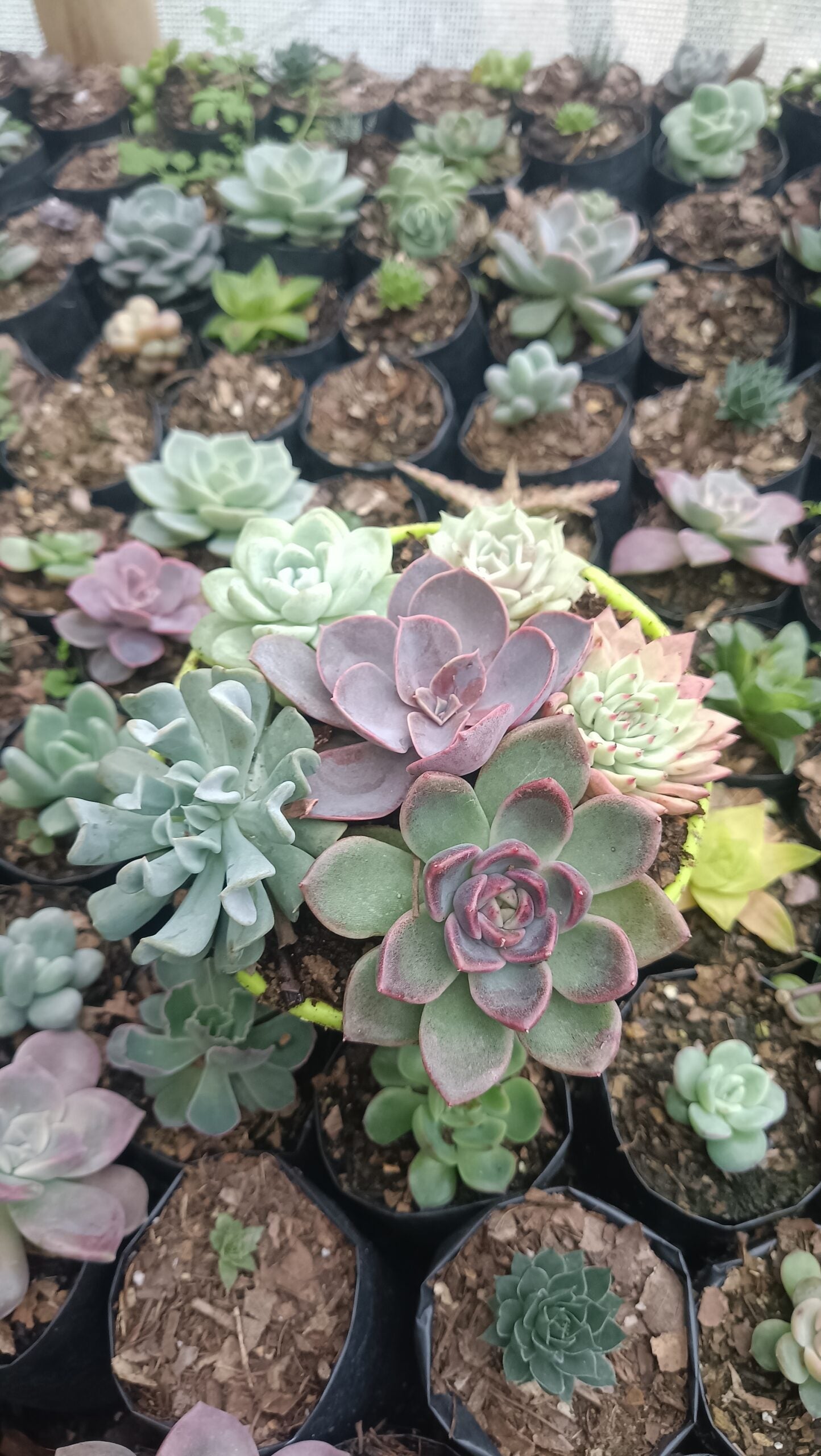 Succulents Combo Set of 6 – Perfect for Home, Office, and Garden Décor - My Store