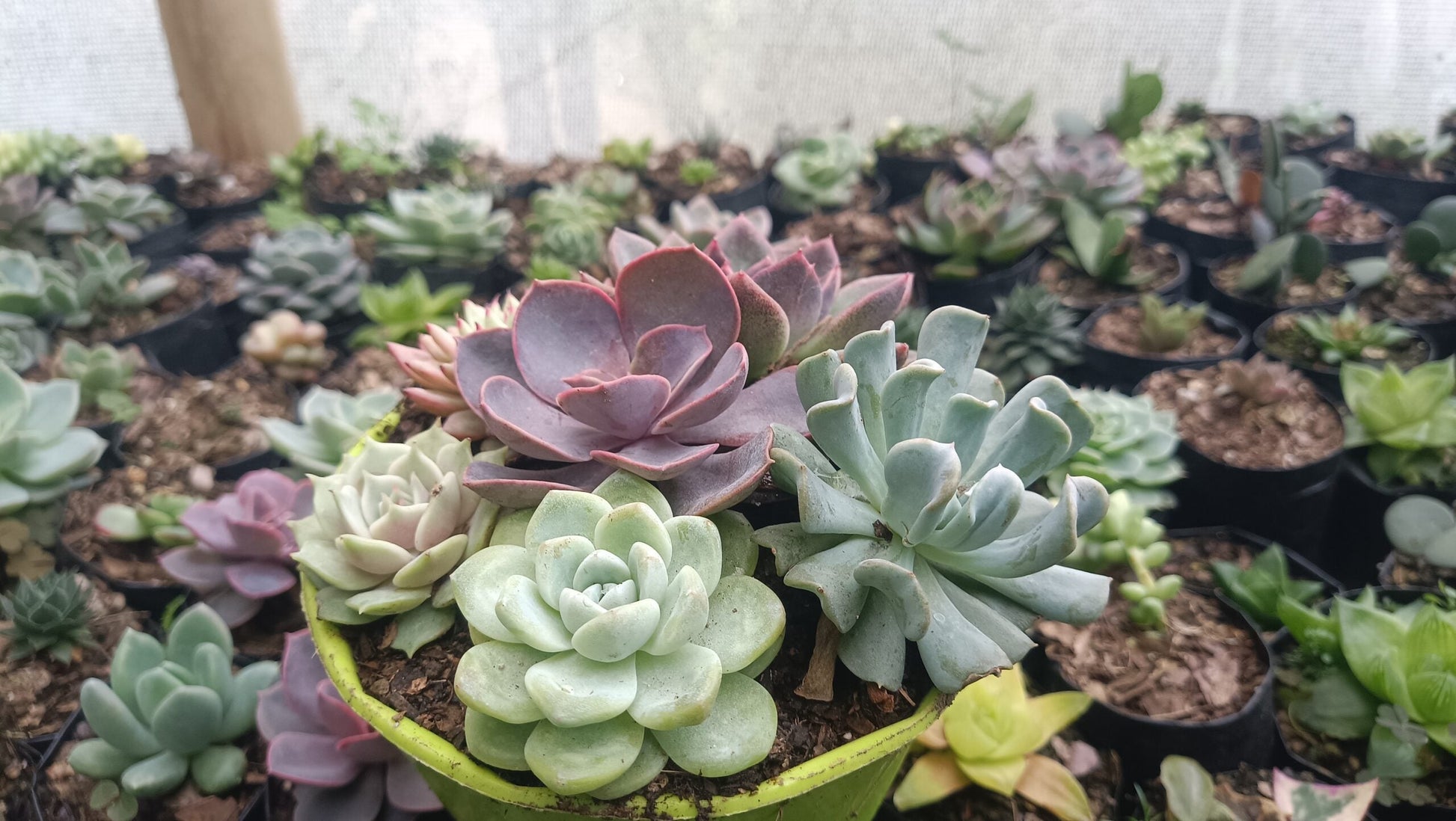 Succulents Combo Set of 6 – Perfect for Home, Office, and Garden Décor - My Store