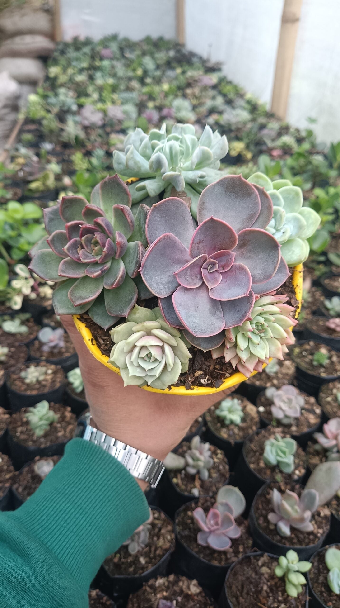 Succulents Combo Set of 6 – Perfect for Home, Office, and Garden Décor - My Store