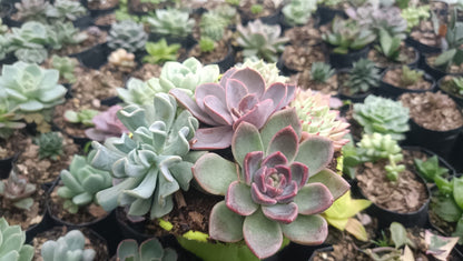 Succulents Combo Set of 6 – Perfect for Home, Office, and Garden Décor - My Store