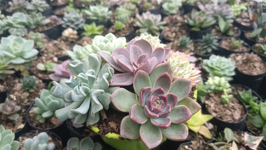 Succulents Combo Set of 6 – Perfect for Home, Office, and Garden Décor - My Store