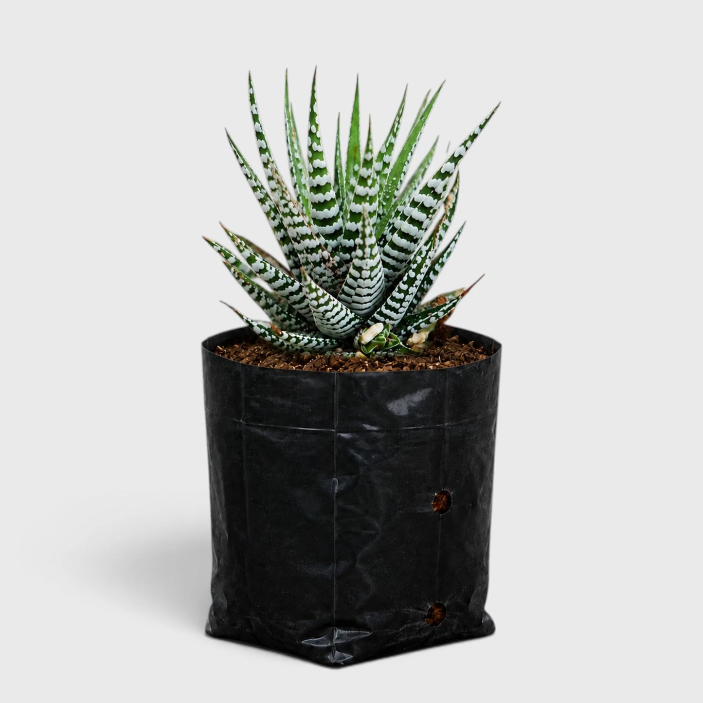 Super White Haworthia Attenuata Zebra | Mature Well Rooted Live Succulent