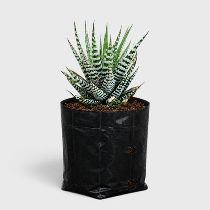 Super White Haworthia Attenuata Zebra | Mature Well Rooted Live Succulent