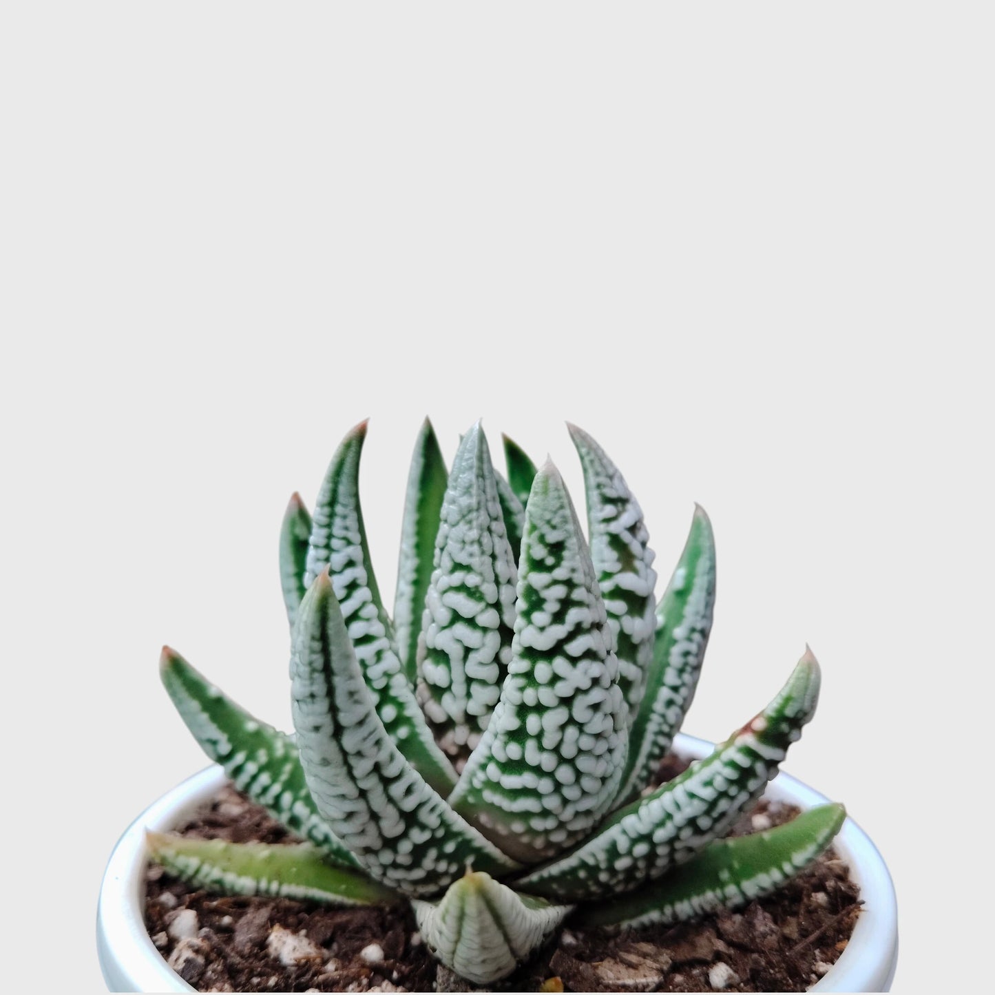 Super White Haworthia Pumila Tears of Angel Hybrid – Rare Premium Collector Succulent