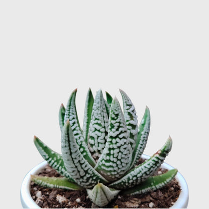 Super White Haworthia Pumila Tears of Angel Hybrid – Rare Premium Collector Succulent
