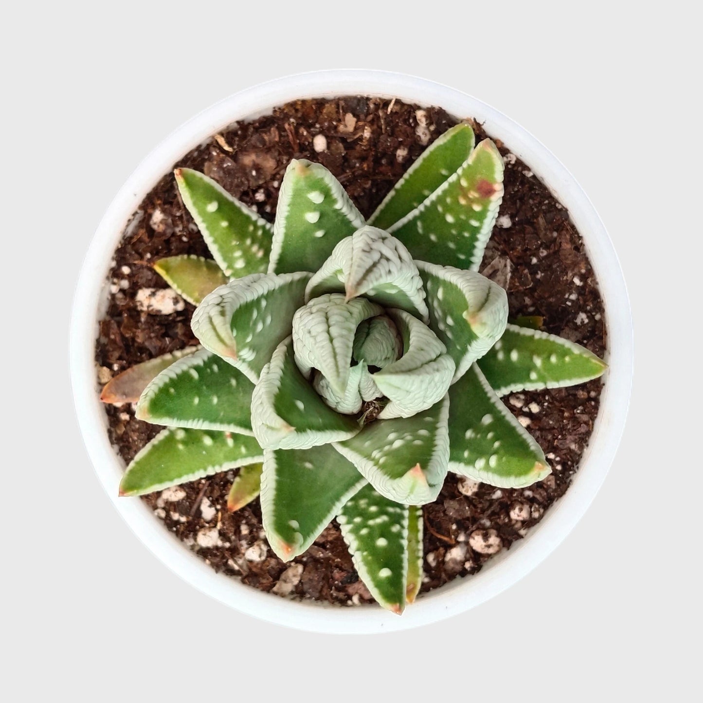 Super White Haworthia Pumila Tears of Angel Hybrid – Rare Premium Collector Succulent