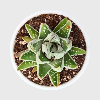 Super White Haworthia Pumila Tears of Angel Hybrid – Rare Premium Collector Succulent