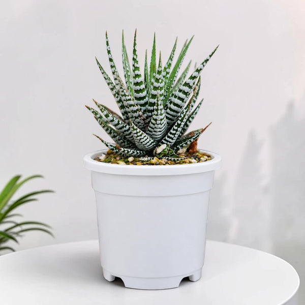 Super White Haworthia Zebra