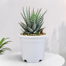 Super White Haworthia Attenuata Zebra | Mature Well Rooted Live Succulent