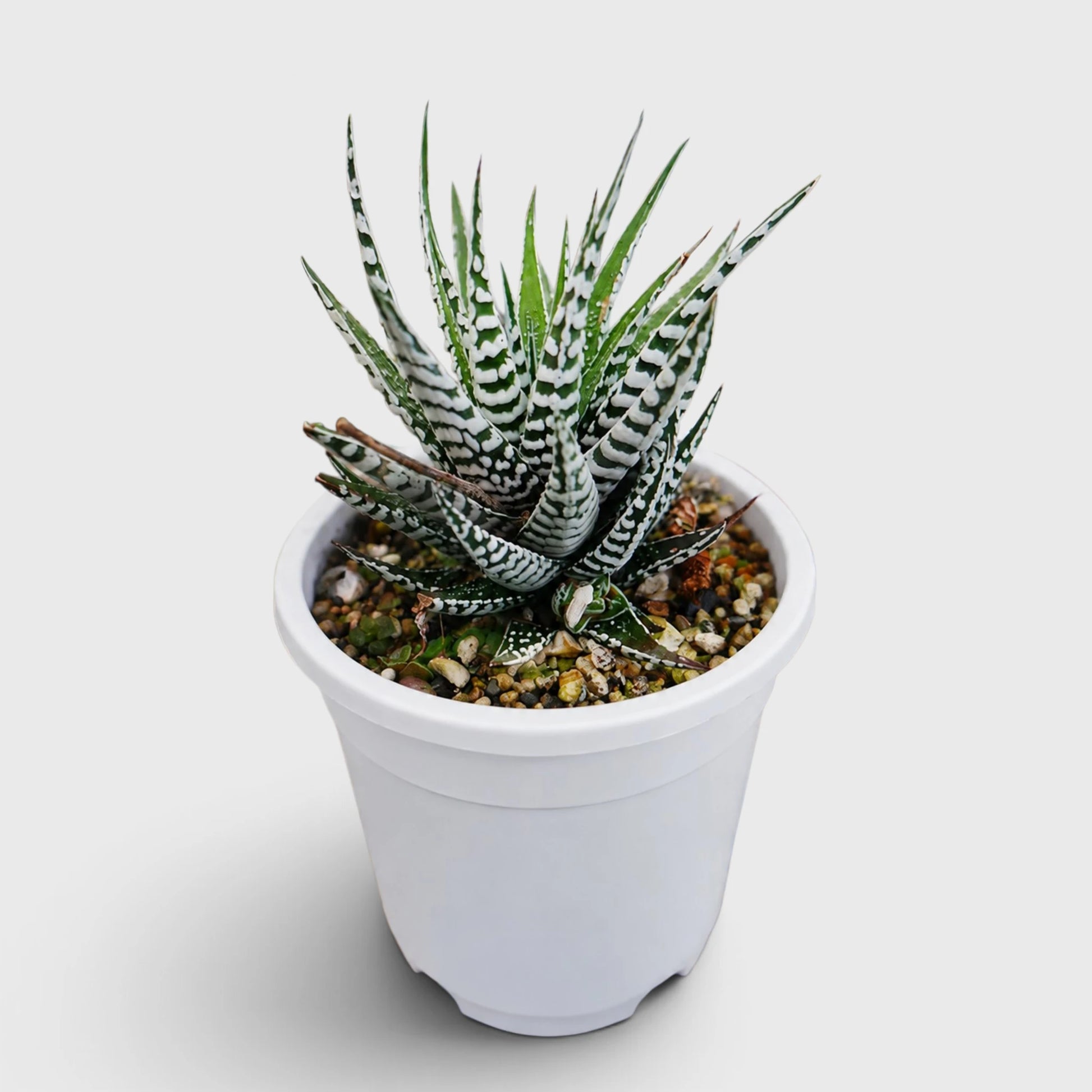 Super White Haworthia Attenuata Zebra | Mature Well Rooted Live Succulent