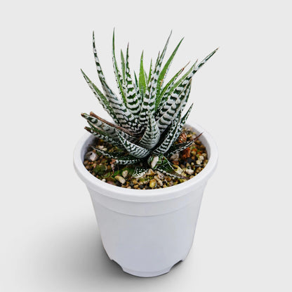 Super White Haworthia Attenuata Zebra | Mature Well Rooted Live Succulent