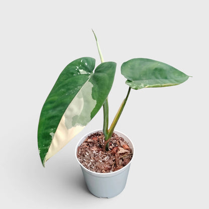 Syngonium Chiapense Variegated – Rare Aroid Foliage Indoor Plant (20-25 CM)