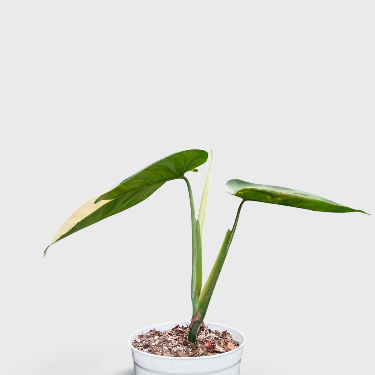 Syngonium Chiapense Variegated – Rare Aroid Foliage Indoor Plant (20-25 CM)