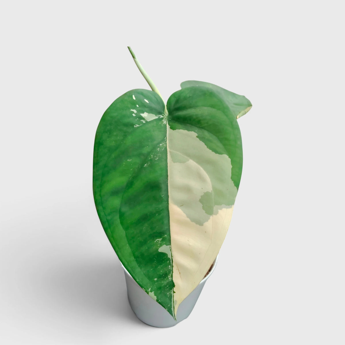 Syngonium Chiapense Variegated – Rare Aroid Foliage Indoor Plant (20-25 CM)