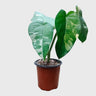 Syngonium Chiapense Variegated – Rare Aroid Foliage Indoor Plant | With Pot