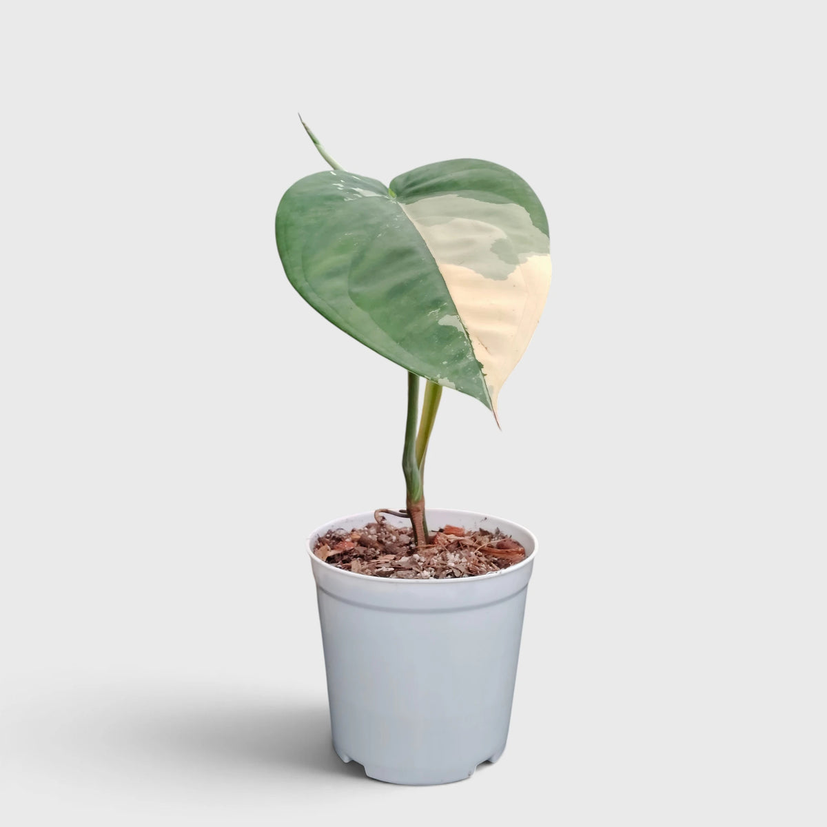 Syngonium Chiapense Variegated – Rare Aroid Foliage Indoor Plant (20-25 CM)