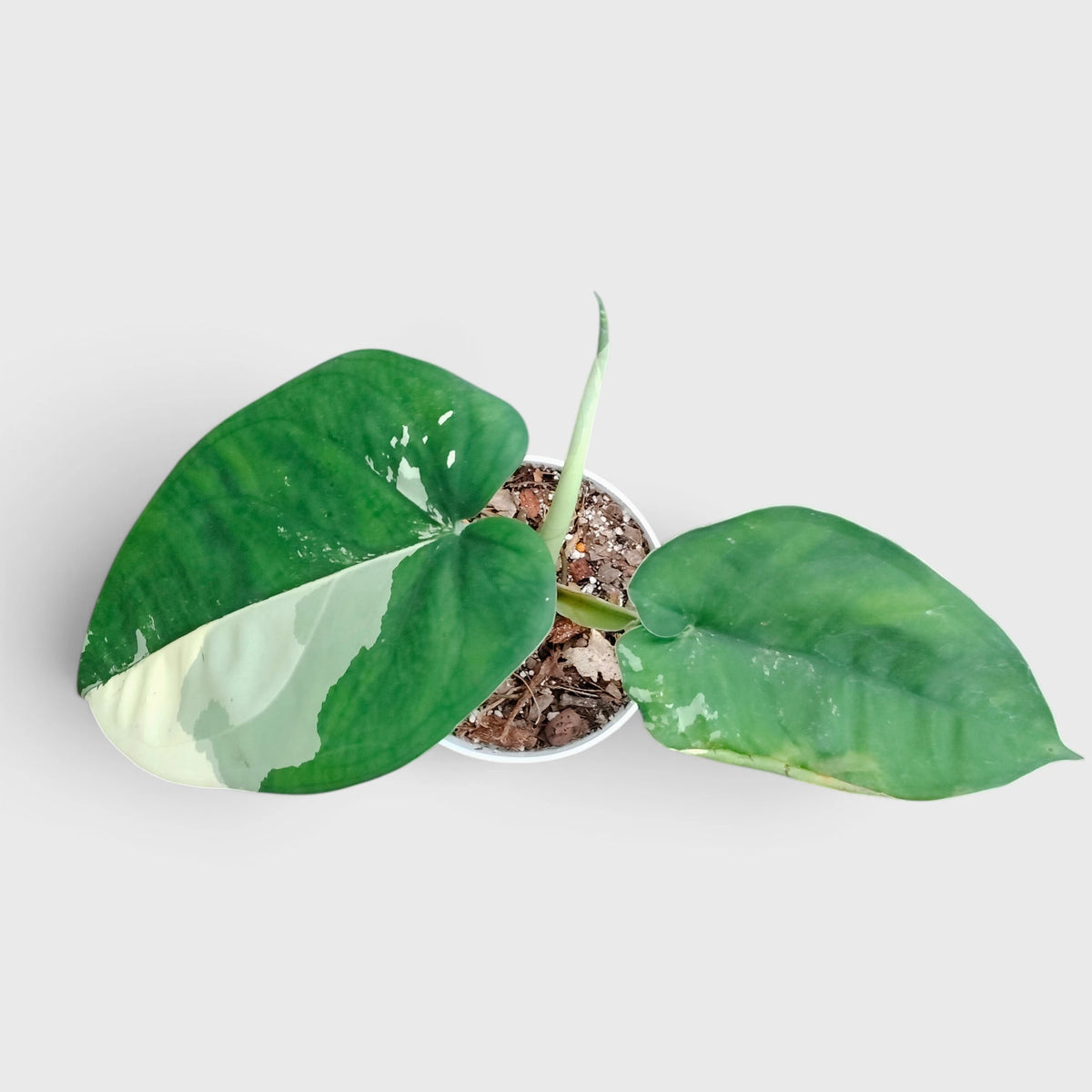 Syngonium Chiapense Variegated – Rare Aroid Foliage Indoor Plant (20-25 CM)