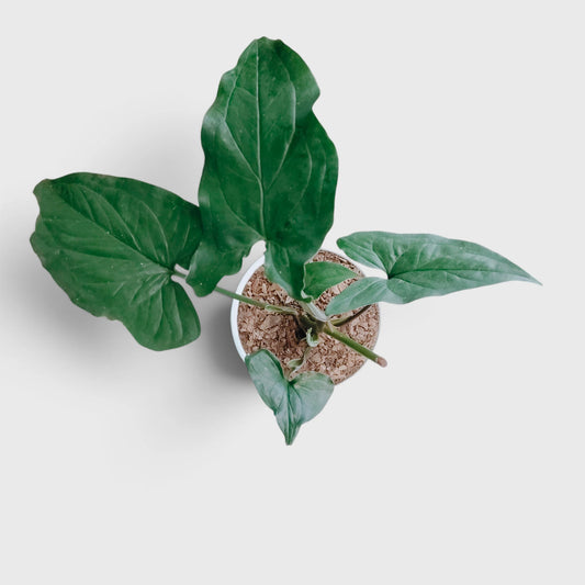 Syngonium Green Arrow – Arrowhead Foliage Indoor Plant