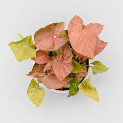 Syngonium Pink – Pink Arrowhead Plant | Easy Care Indoor Foliage Plant | Perfect for Home Decor