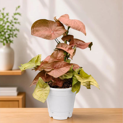 Syngonium Pink – Pink Arrowhead Plant | Easy Care Indoor Foliage Plant | Perfect for Home Decor