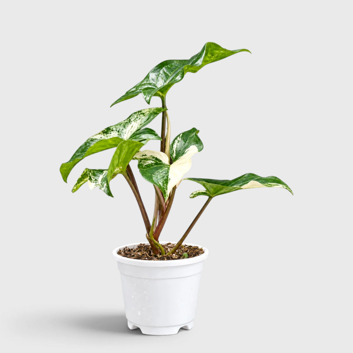 Syngonium White Variegated Plant – White & Green Arrowhead Plant