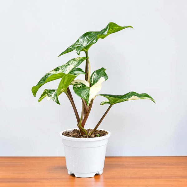 Syngonium White Variegated