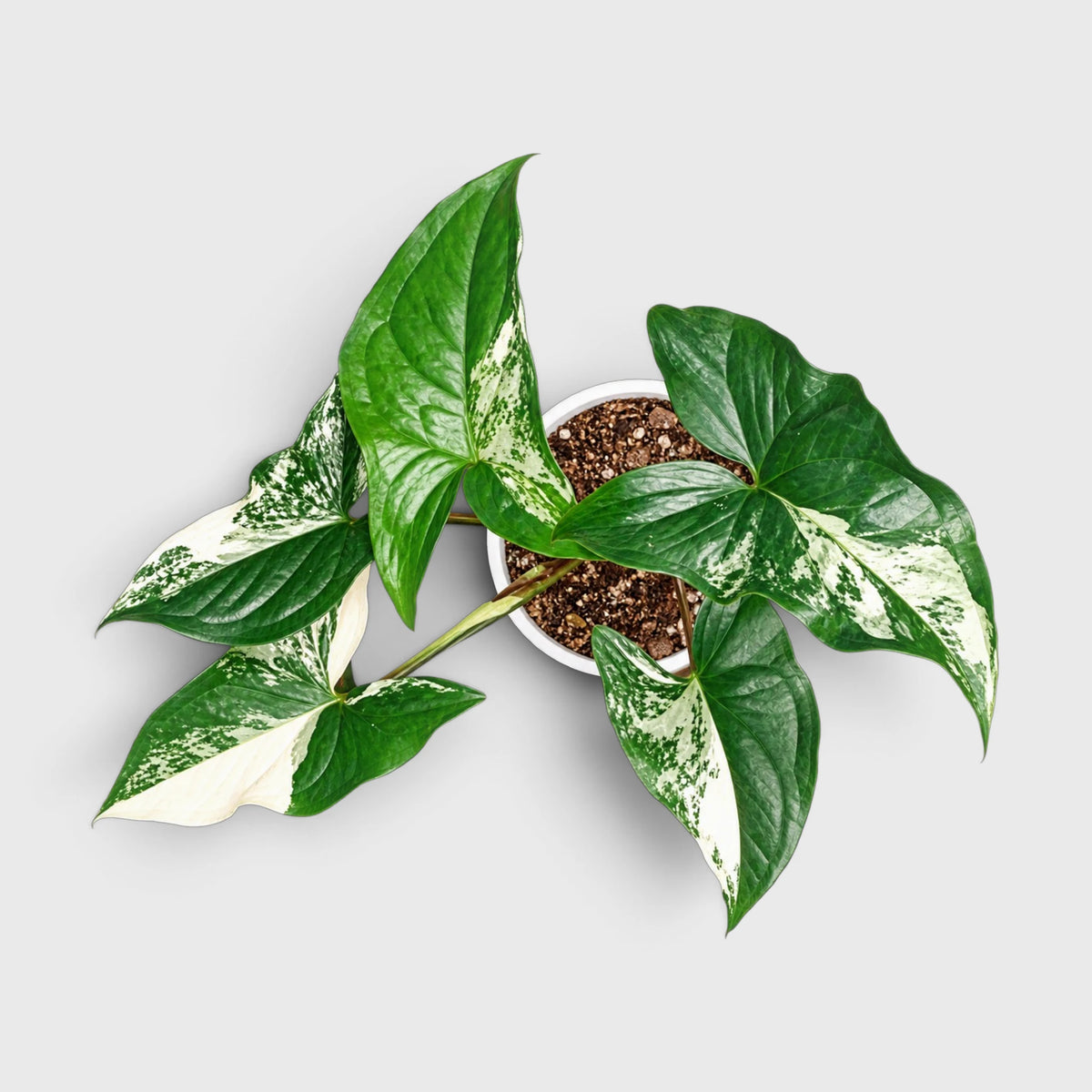 Syngonium White Variegated Plant – White & Green Arrowhead Plant