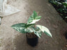Syngonium White Variegated - A Stunning Botanical Marvel at Unbeatable Prices! Grab Yours Before the Offer Ends! – Bare-Rooted